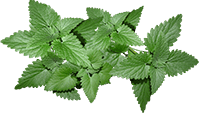 mint leaves
