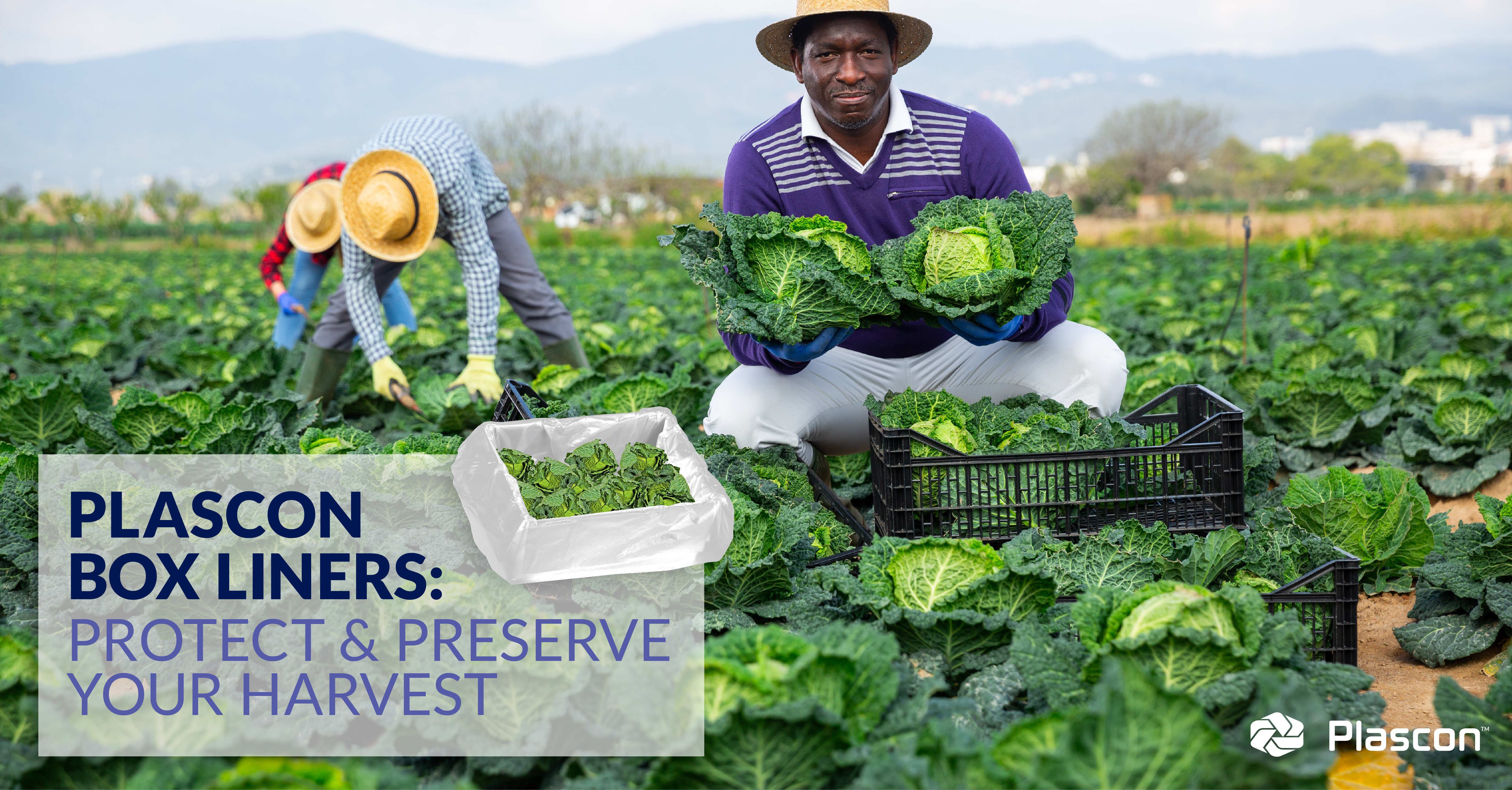 Plascon Box Liners Protect & Preserve your harvest